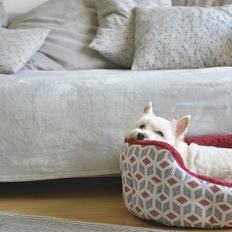 dog in dog bed